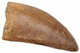 Serrated, Carcharodontosaurus Tooth - Real Dinosaur Tooth #230613-1